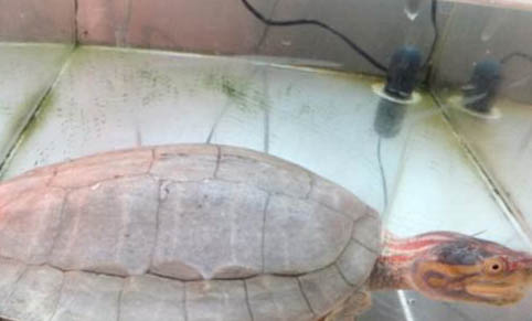 寵物龜注射注意事項