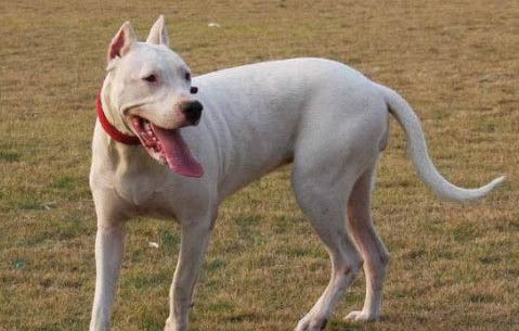 阿根廷杜高犬的優缺點有哪些