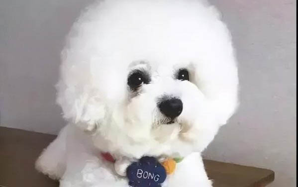 狗狗發燒用什么藥退燒最快