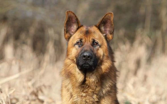 格力犬喂什么藥提高耐力