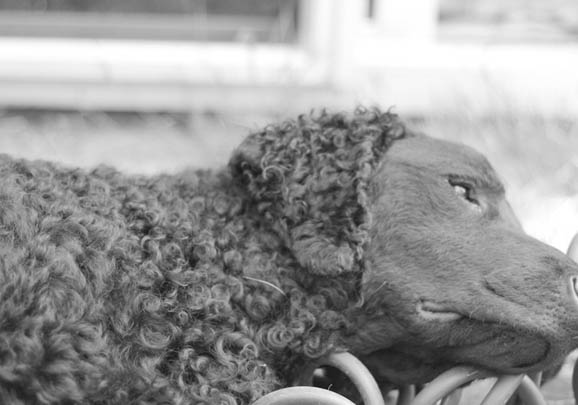 卷毛狗有哪些品種