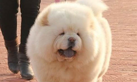 狗狗炸毛的原因有哪些