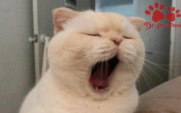 貓咪得了腦炎還能活多久?