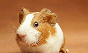 荷蘭垂耳兔多少錢一只