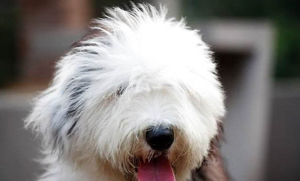 喜樂蒂牧羊犬突然不愛吃東西的原因是什么