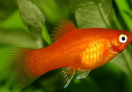 熱帶魚多久喂一次