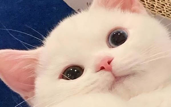剛出生的小貓眼睛流膿睜不開