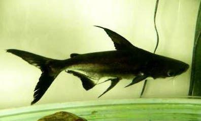 黑鰭枝牙蝦虎魚好養嗎