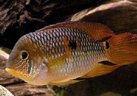 十個不養牛頭梗的理由