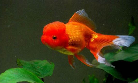 金魚公母能一起養嗎