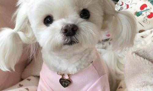 馬爾濟斯犬舍哪個好