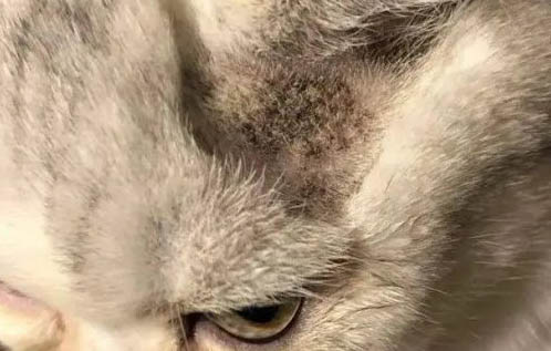 貓咪嘔吐腿軟無(wú)法站立
