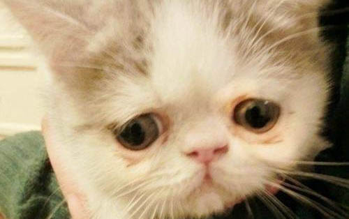 小貓多大可以斷奶送人