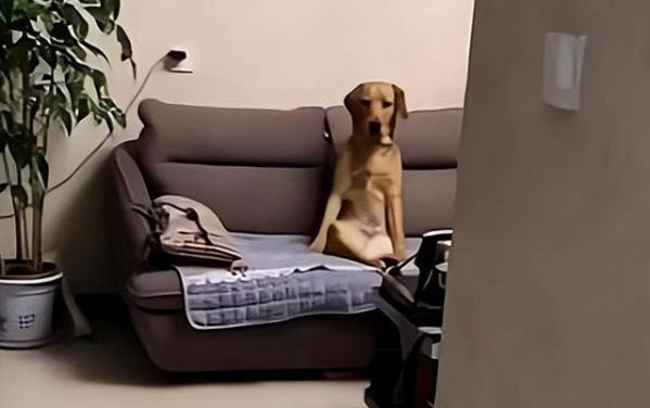 狗狗認主的表現有哪些