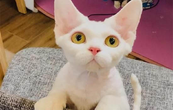 貓咪黑下巴是咋回事?