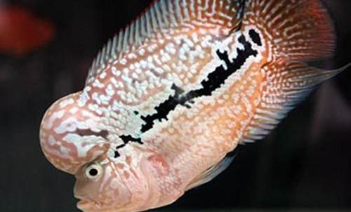 什么觀賞魚好看又好養