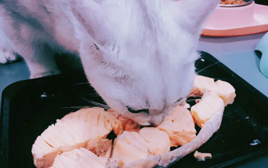 三文魚邊角料全是油狗能吃