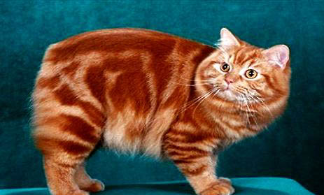 如何刺激馬恩島貓