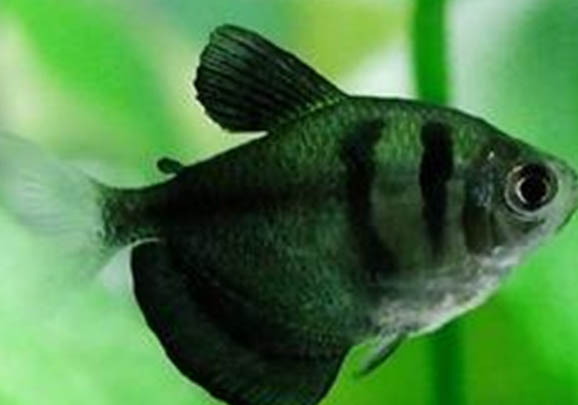 金魚在魚缸里產卵后怎么做