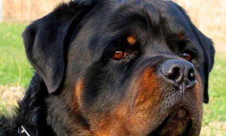 卡斯羅打架怎么樣