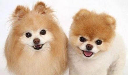 小型犬狗糧可以給大型犬吃嗎