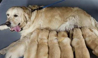 母犬懷孕55天癥狀