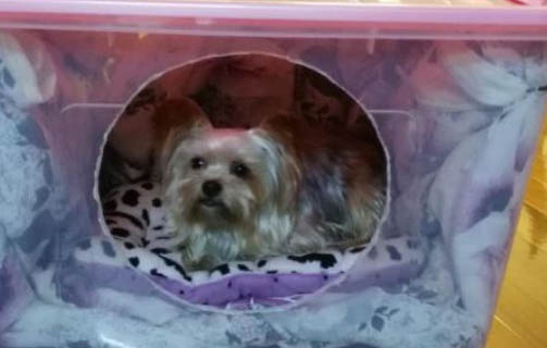 室外狗窩保暖制作方法