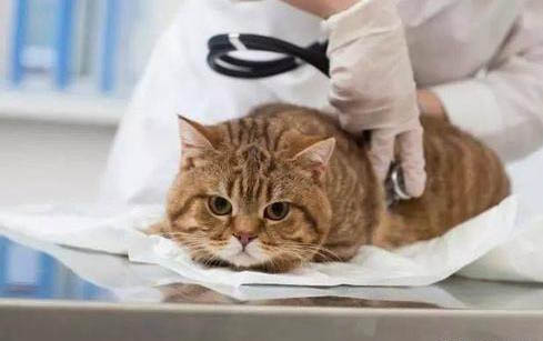 貓的尷尬期