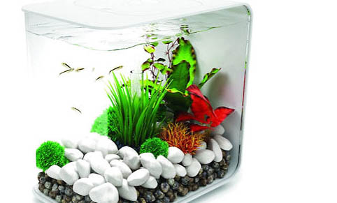 小型魚池需要增氧嗎