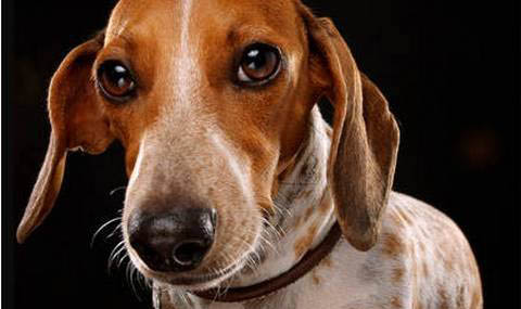 臘腸犬能吃螃蟹嗎