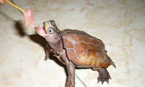 楓葉龜和鋸緣龜哪個好養