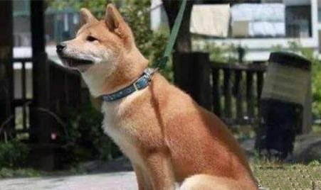純種中華田園犬在哪買