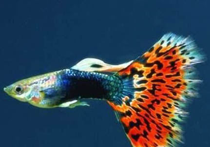 孔雀魚(yú)最多可以生多少條小魚(yú)