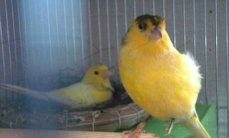 芙蓉鳥的飼養方法