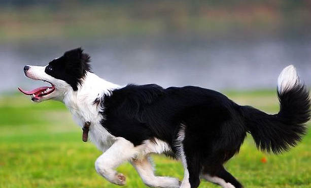 安納托利亞牧羊犬的生活習性