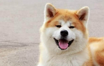 狗狗脫水的癥狀