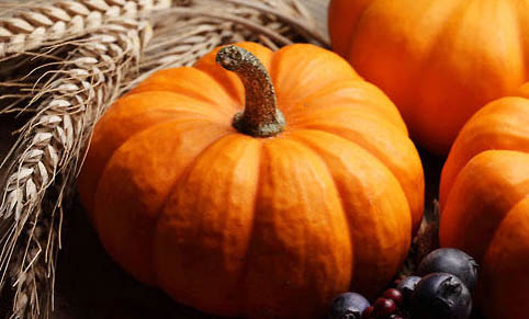 怎樣自制貓糧省錢又營養