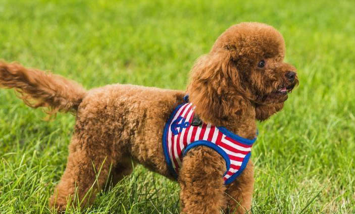 泰迪犬不可以吃的東西
