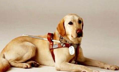 導(dǎo)盲犬可以上公交車嗎