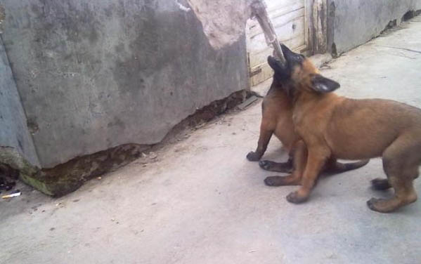 馬犬幾個月就可以拴了