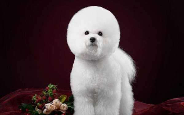 比熊幼犬狗糧泡多久
