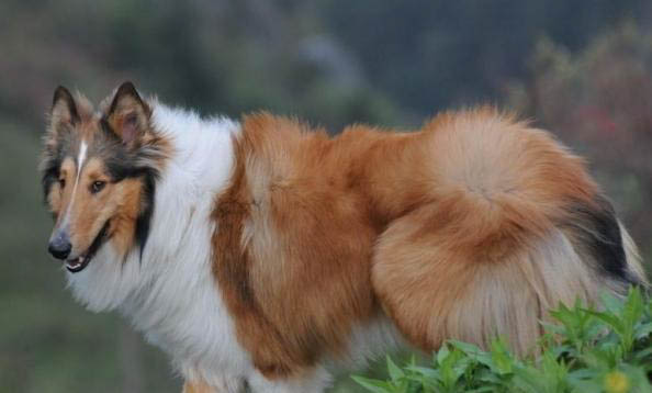 英國古代牧羊犬干咳是什么原因