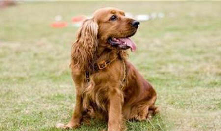 史賓格幼犬喂養方法