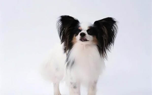 蝴蝶犬太瘦的原因及處理方法