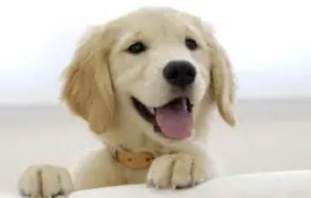 狗狗犬瘟好了多久能停藥