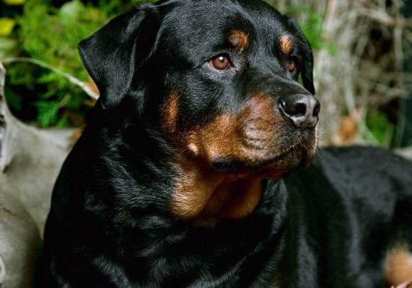 羅威納犬有哪些優(yōu)缺點(diǎn)