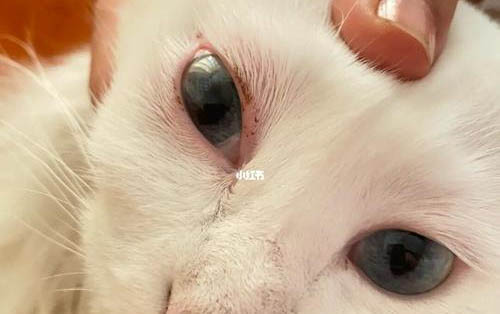 貓咪做體外驅蟲有哪些注意事項