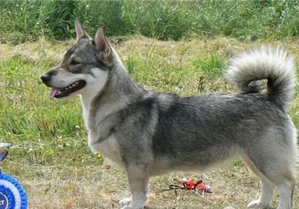 柯基幼犬每頓吃多少