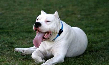 杜高犬可以養狗嗎