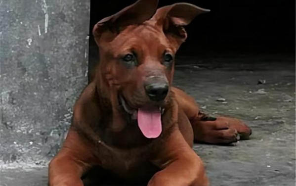 蘇格蘭牧羊犬的喂養指南及注意事項